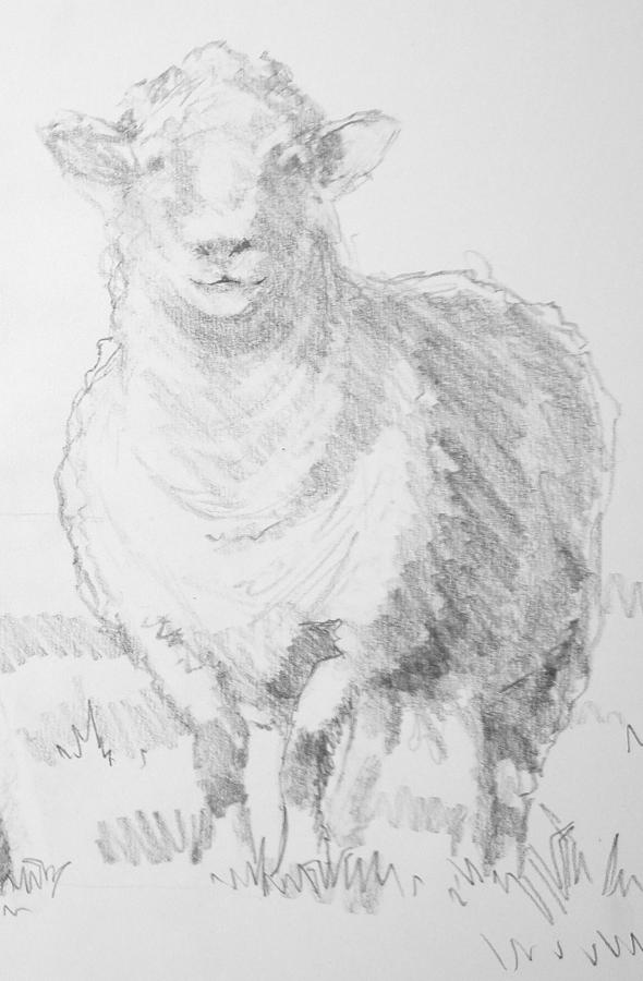 Sheep #2 Drawing by Mike Jory