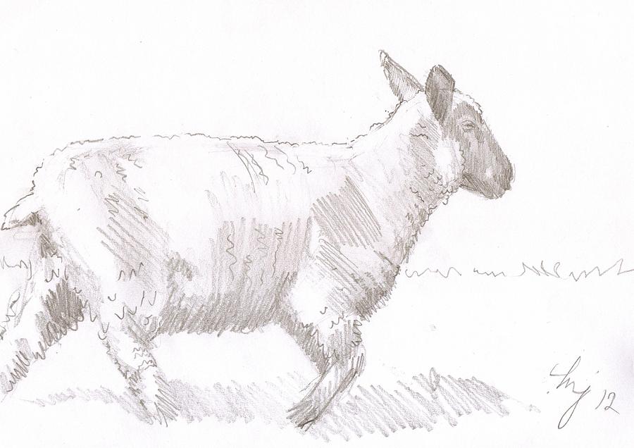 Sheep  #9 Drawing by Mike Jory