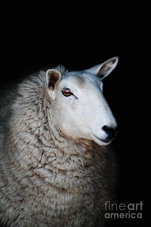 Sheep #1 Photograph by Stephanie Frey
