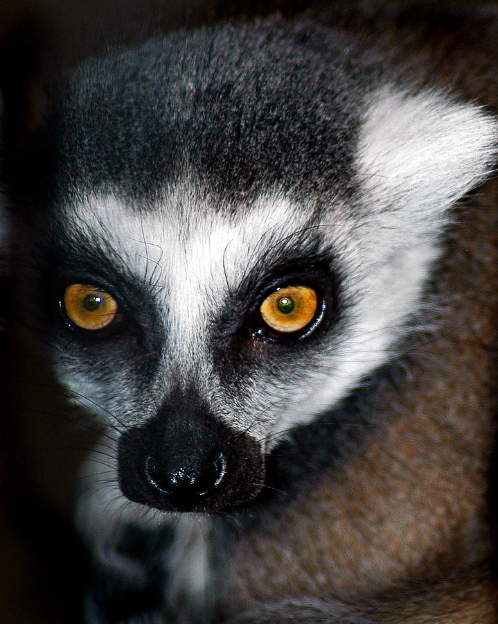 Sheilas Evil Lemur #2 Photograph by Gene Tatroe