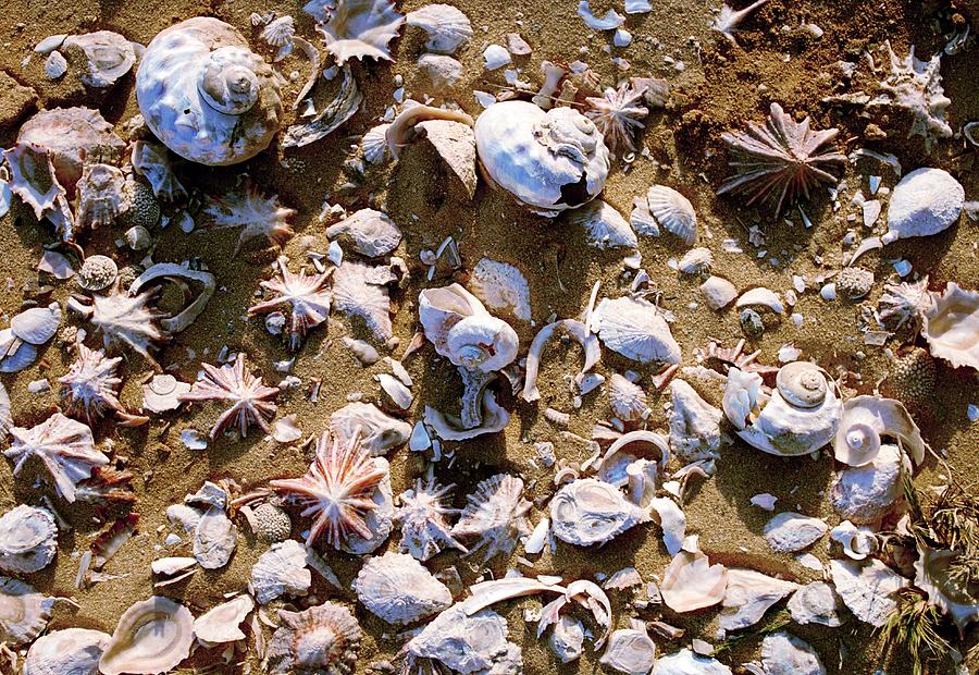 Prehistoric Photograph - Shell Fragments #2 by John Reader/science Photo Library