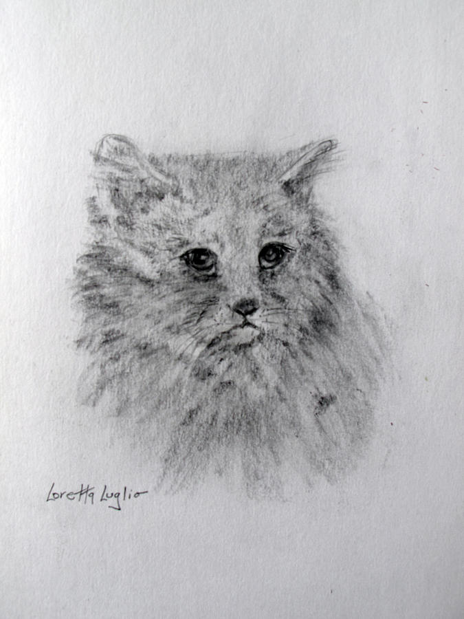 Shelter Cat #2 Drawing by Loretta Luglio
