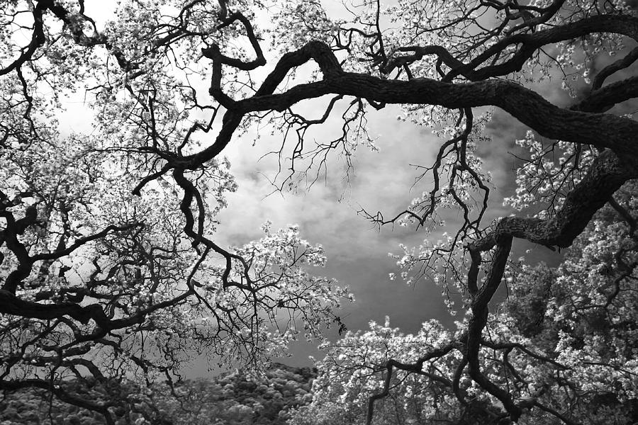 Tree Photograph - Sheltering Sky  #2 by Laurie Search