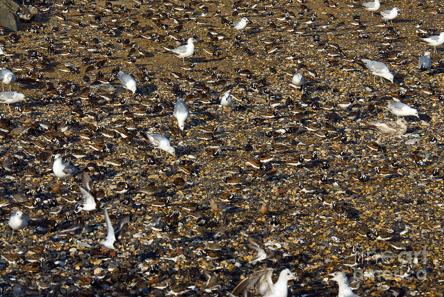 Shorebirds #2 Photograph by Mark Newman