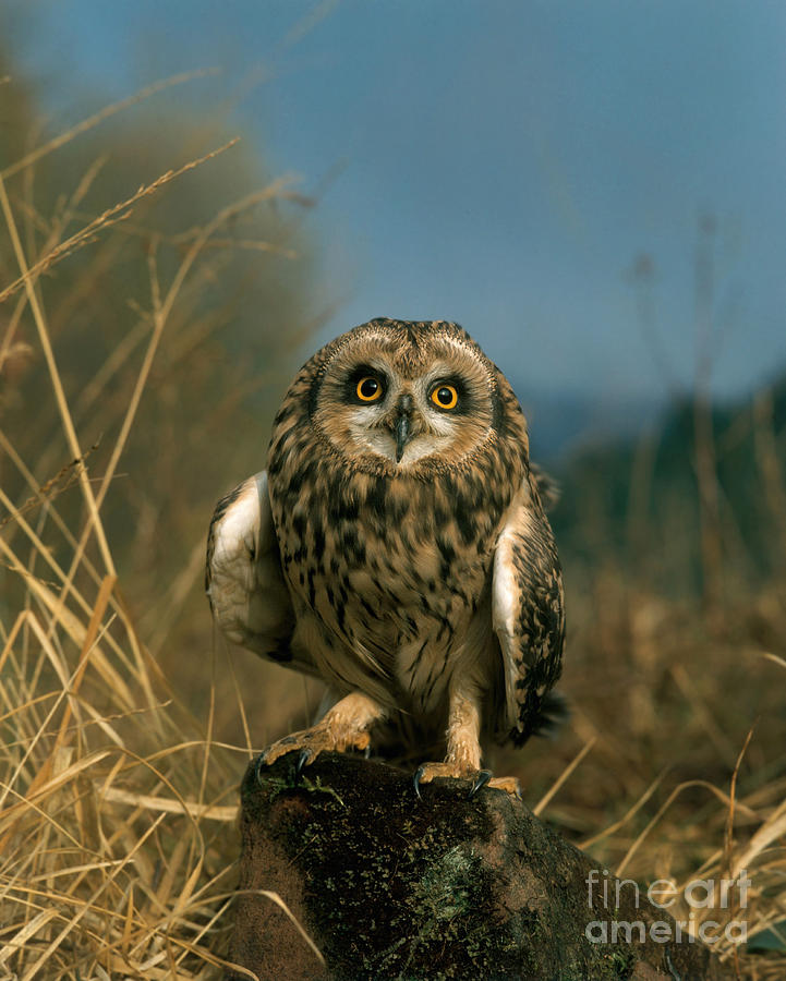 Short-eared Owl #5 Photograph by Hans Reinhard
