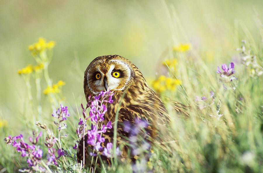Owl Photograph - Short-eared Owl #2 by Thomas And Pat Leeson