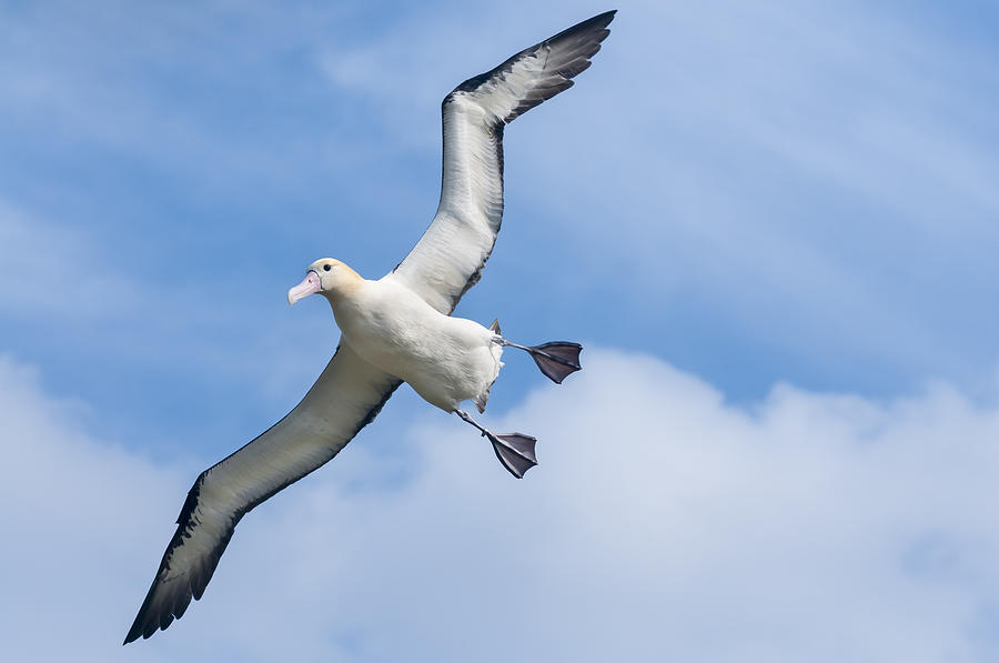 Short-tailed Albatross Flying Torishima #2 Photograph by Tui De Roy