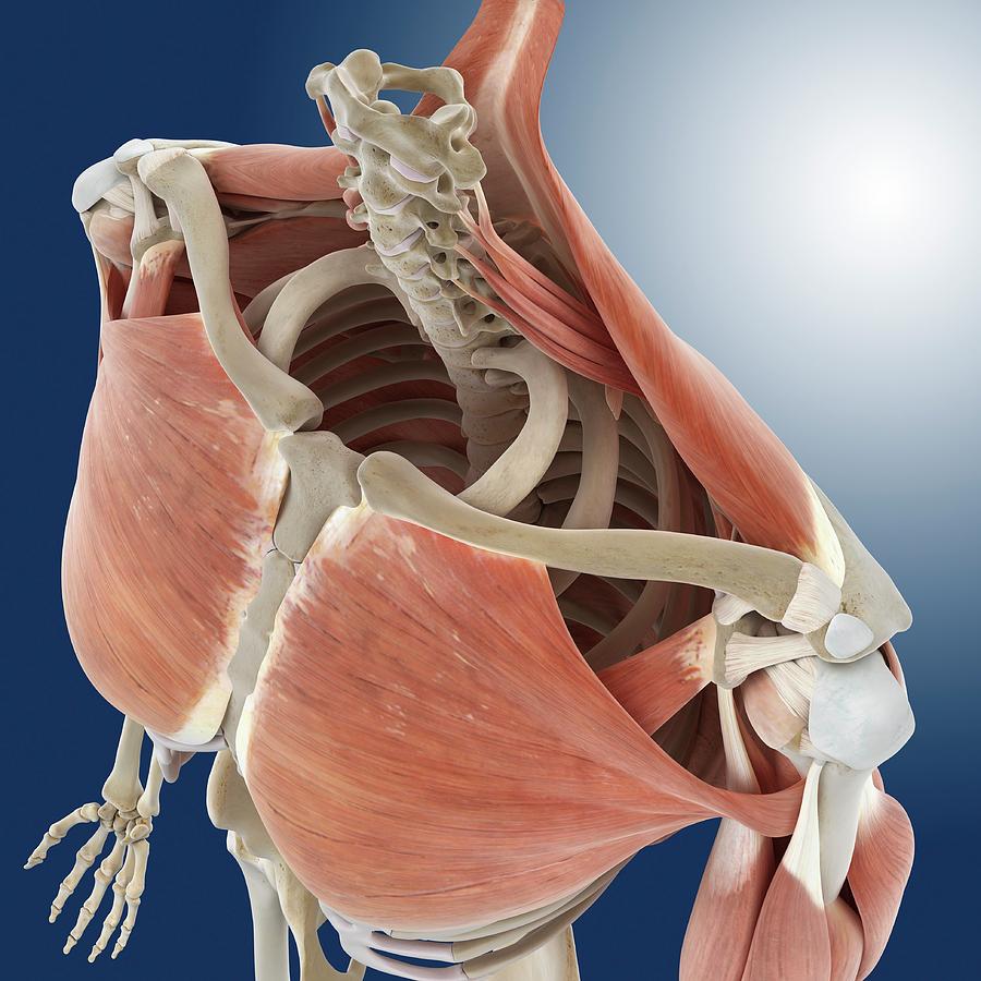 Shoulder And Chest Anatomy Photograph by Springer Medizin
