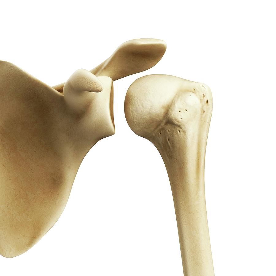 Shoulder Joint Photograph by Sciepro/science Photo Library | Pixels