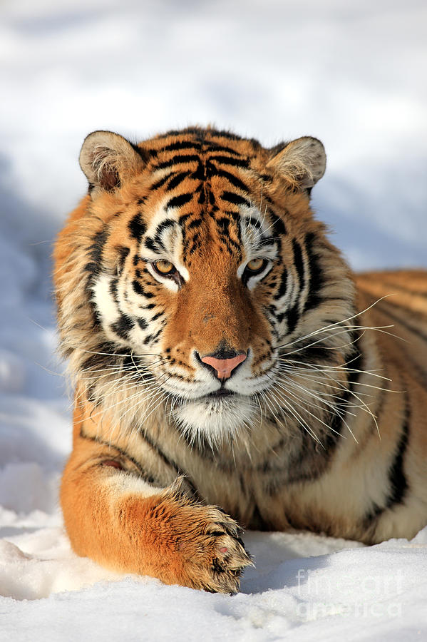 Siberian Tiger Photograph by Sohns Okapia | Fine Art America