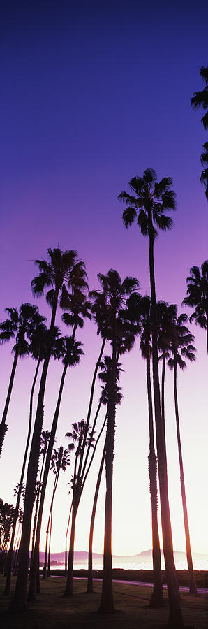 Silhouette Of Palm Trees On Beach #2 Photograph by Panoramic Images