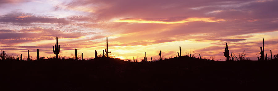 Saguaro National Park Photograph - Silhouette Of Saguaro Cacti Carnegiea #2 by Panoramic Images