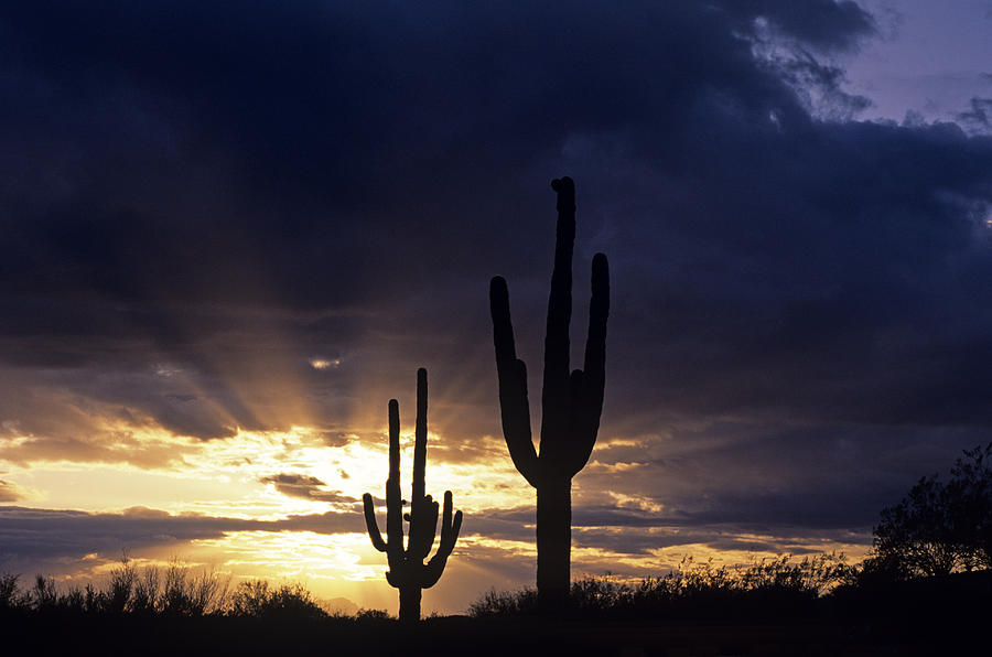 Nature Photograph - Silhouetted saguaro cactus sunset at dusk Arizona State USA #2 by Jim Corwin