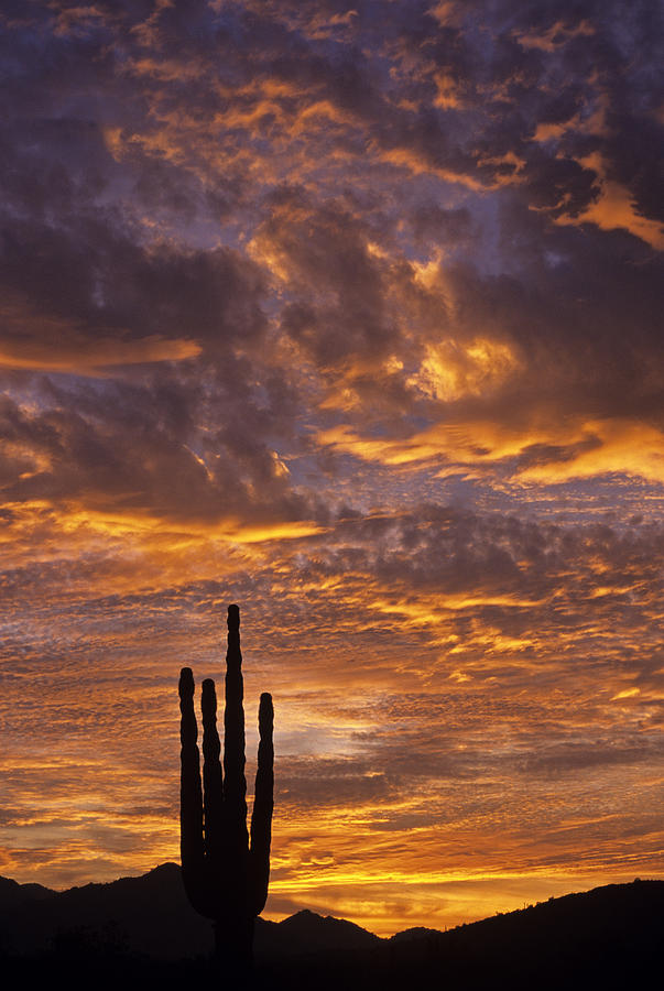 Nature Photograph - Silhouetted saguaro cactus sunset at dusk with dramatic clouds #2 by Jim Corwin