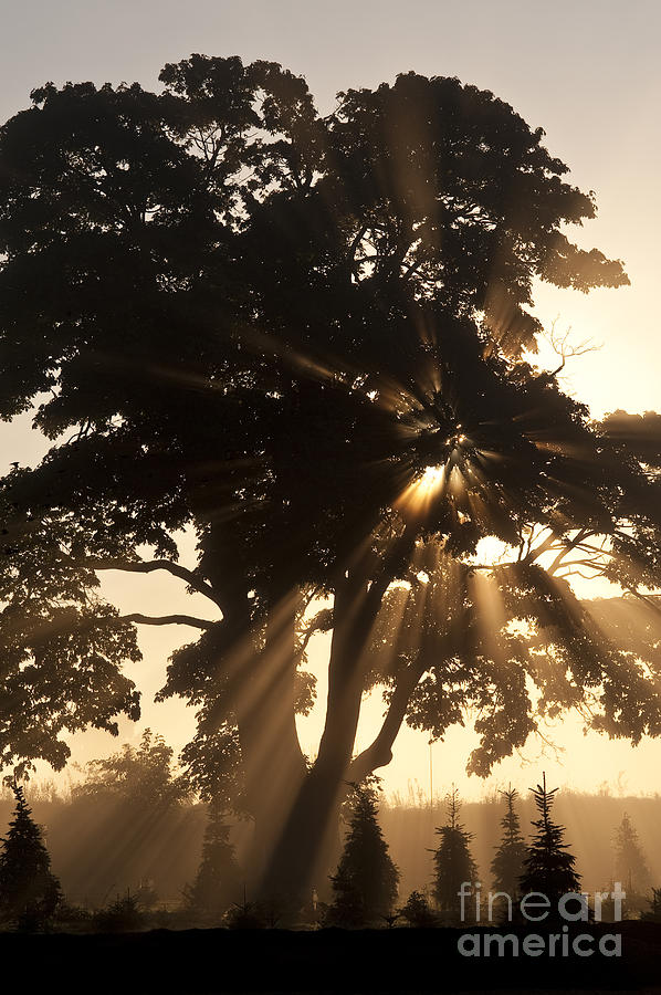 Inspirational Photograph - Silhouetted tree with sun rays #2 by Jim Corwin