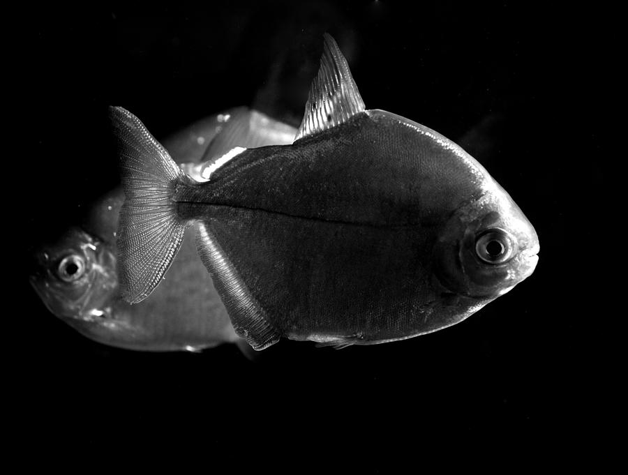 Silver Dollar Fish Metynnis argenteus #2 Photograph by Nathan Abbott