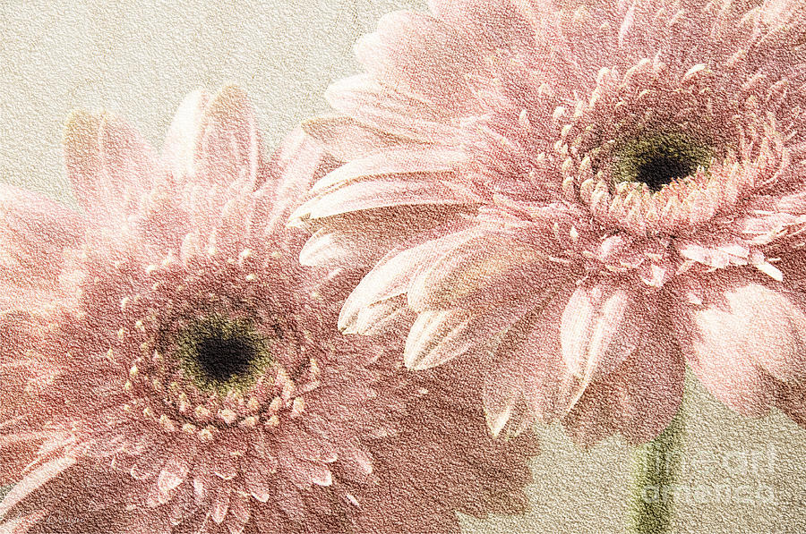 2 Silver Pink Painterly Gerber Daisies Photograph by Andee Design