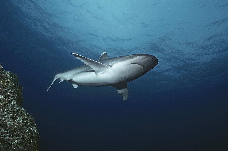 Silvertip Shark #2 Photograph by Jeff Rotman