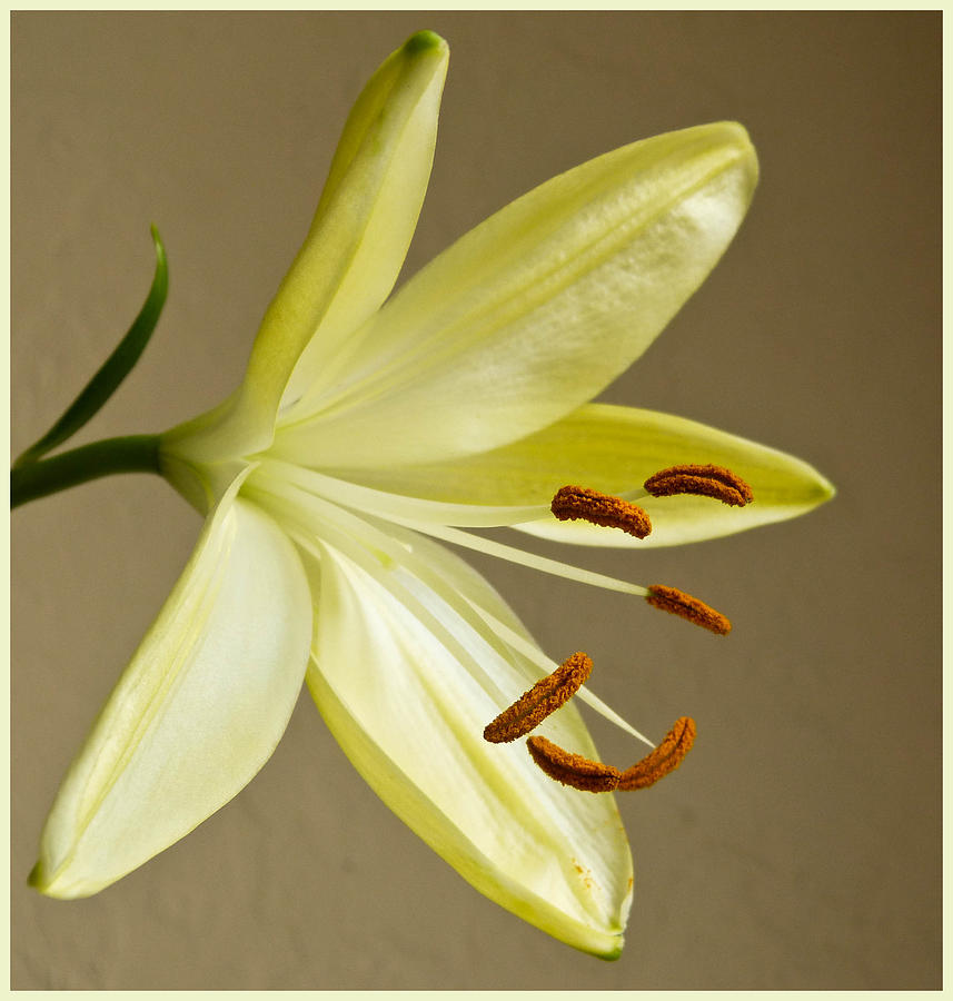 Simple Lily Photograph by Geraldine Alexander