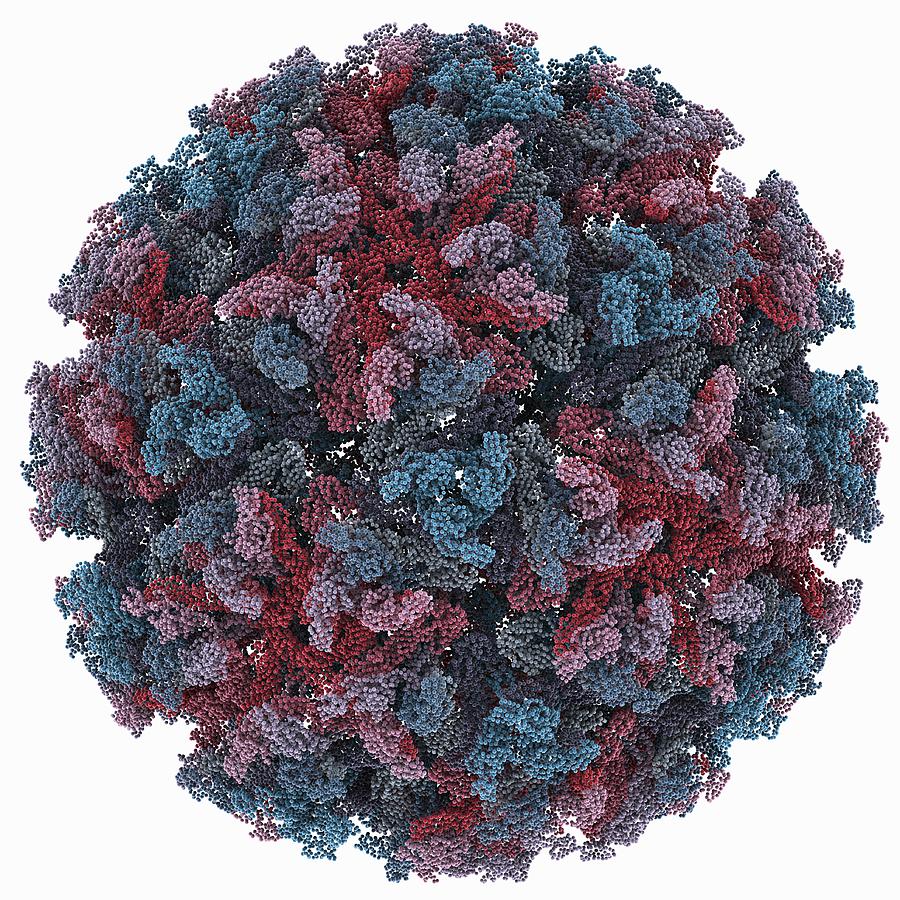 Sindbis Virus Capsid, Molecular Model Photograph by Science Photo Library