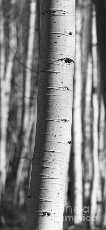 Black And White Photograph - Single Aspen #2 by Brandi Mavretic