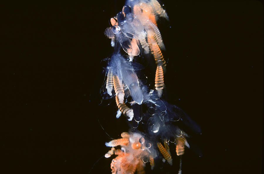 Siphonophore Stephonomia Sp #2 Photograph by Andrew J. Martinez