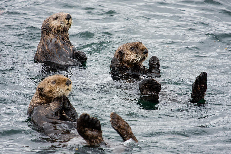 Sitka Alaska Sea Otter Series Photograph by Josh Whalen - Fine Art America
