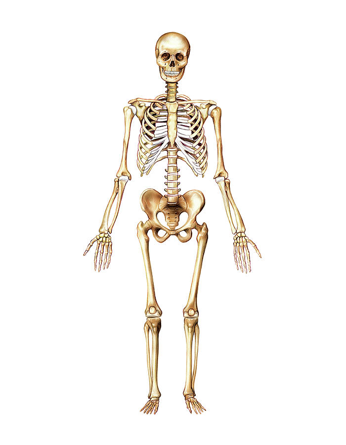 Skeletal System Photograph by Asklepios Medical Atlas - Fine Art America