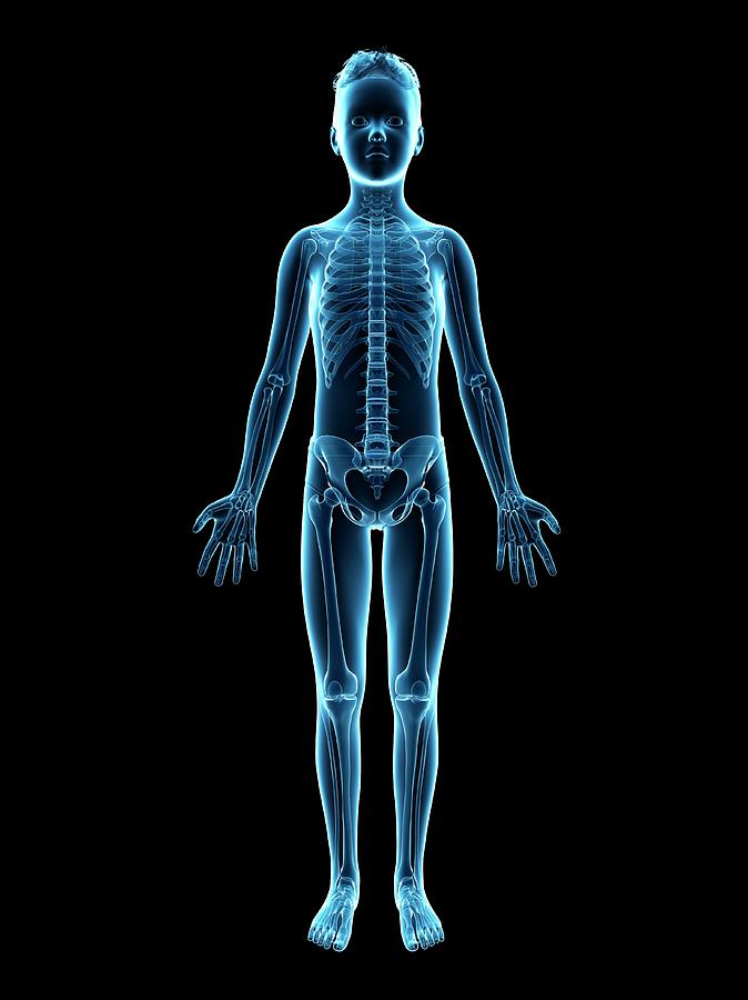 Skeletal System Of A Boy #2 Photograph by Sebastian Kaulitzki