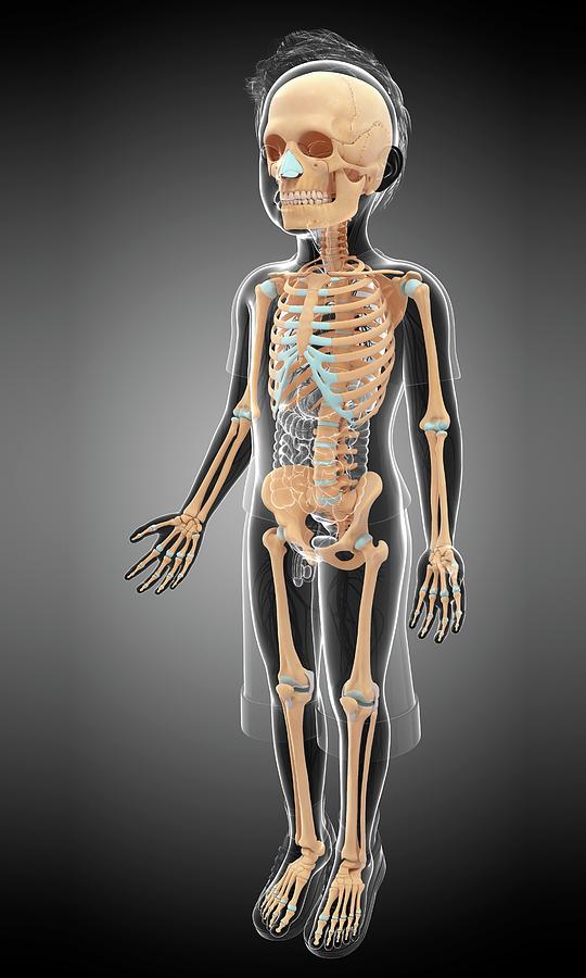 Skeletal System Of A Child Photograph By Pixologicstudioscience Photo
