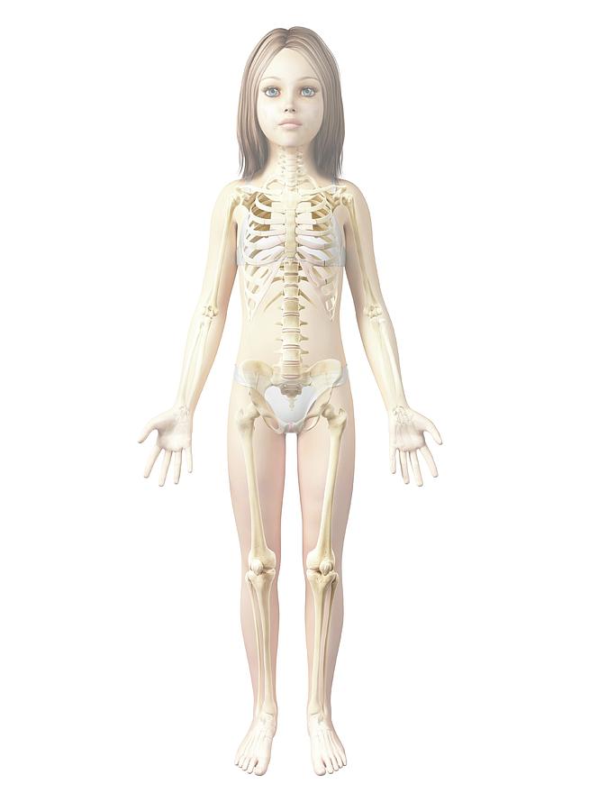 Skeletal System Of Girl #2 Photograph by Sebastian Kaulitzki