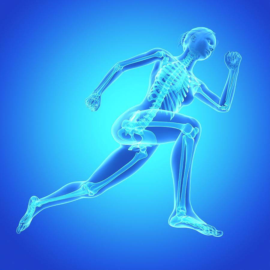 Skeletal System Of Jogger #2 Photograph by Sebastian Kaulitzki