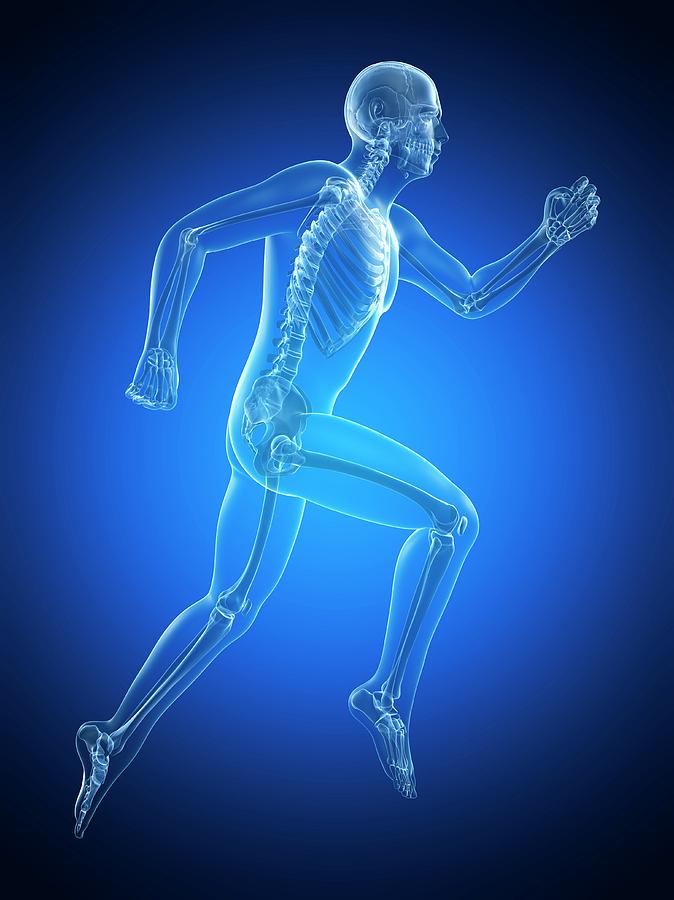 Skeletal System Of Runner #2 Photograph by Sebastian Kaulitzki - Pixels