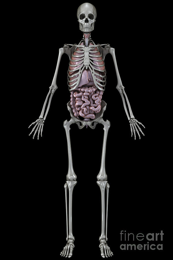 Skeleton And Internal Organs #2 Photograph by Science Picture Co