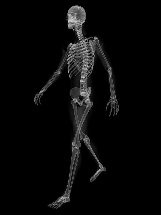 Skeleton Walking Photograph by Sciepro/science Photo Library