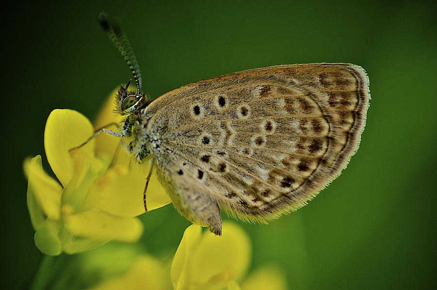 Skipper Butterfly Photograph by Arj Munoz