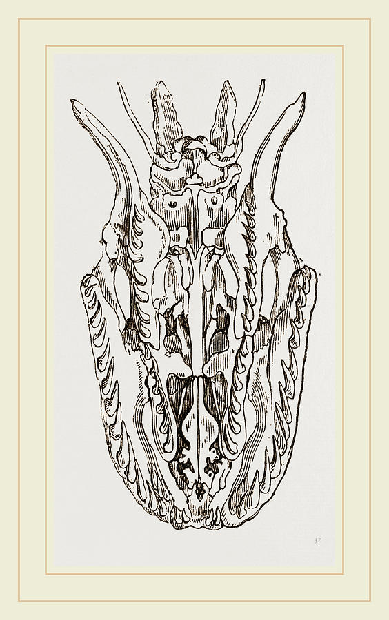 Python Drawing - Skull Of Python #2 by Litz Collection