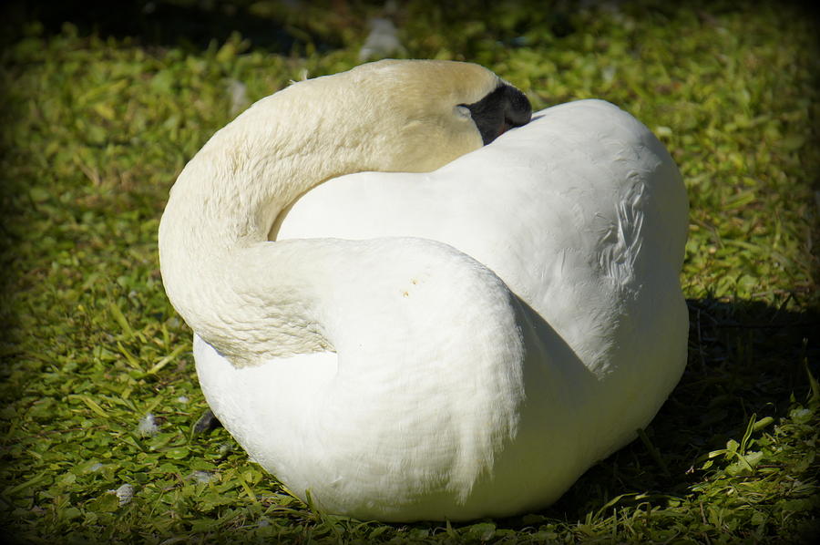 Swan Photograph - Sleeping Beauty by Laurie Perry
