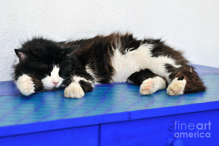 Sleeping cat in Sifnos island #1 Photograph by George Atsametakis