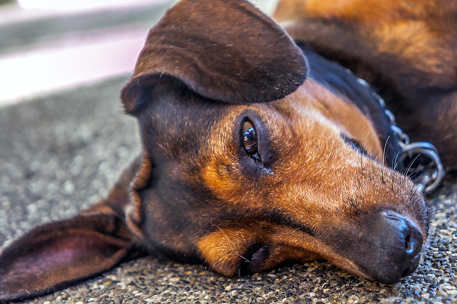 Sleepy Dog Photograph by Lik Batonboot - Fine Art America