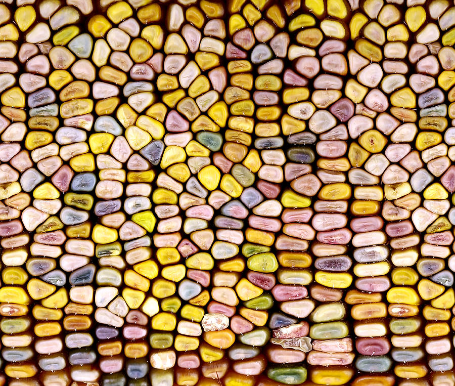 Slit-scan Image Of Flint Corn #2 Photograph by Ted Kinsman