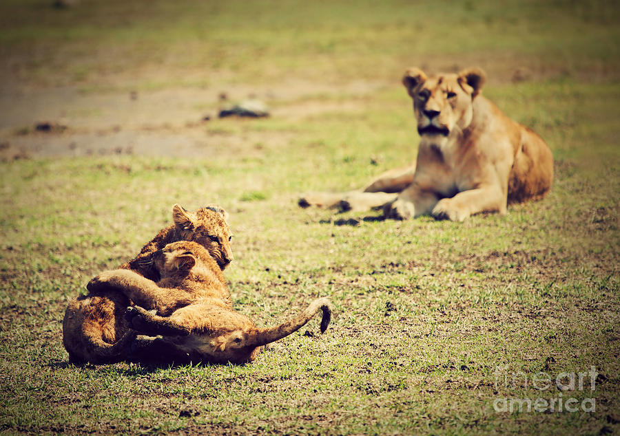 Small lion cubs playing. Tanzania #2 Photograph by Michal Bednarek
