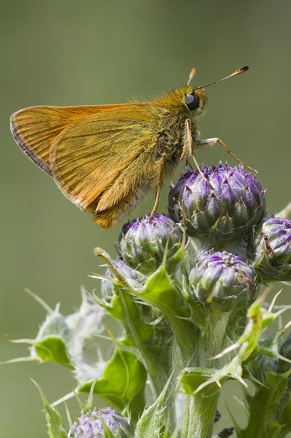 Small Skipper #2 Photograph by Chris Smith