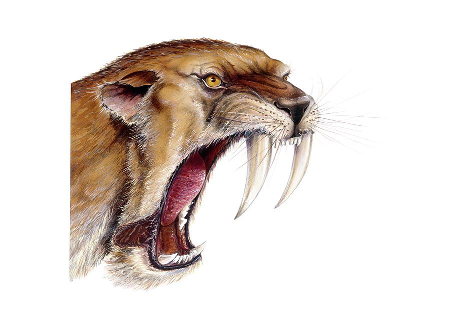 Smilodon Sabretooth Cat #2 Photograph by Michael Long/science Photo Library