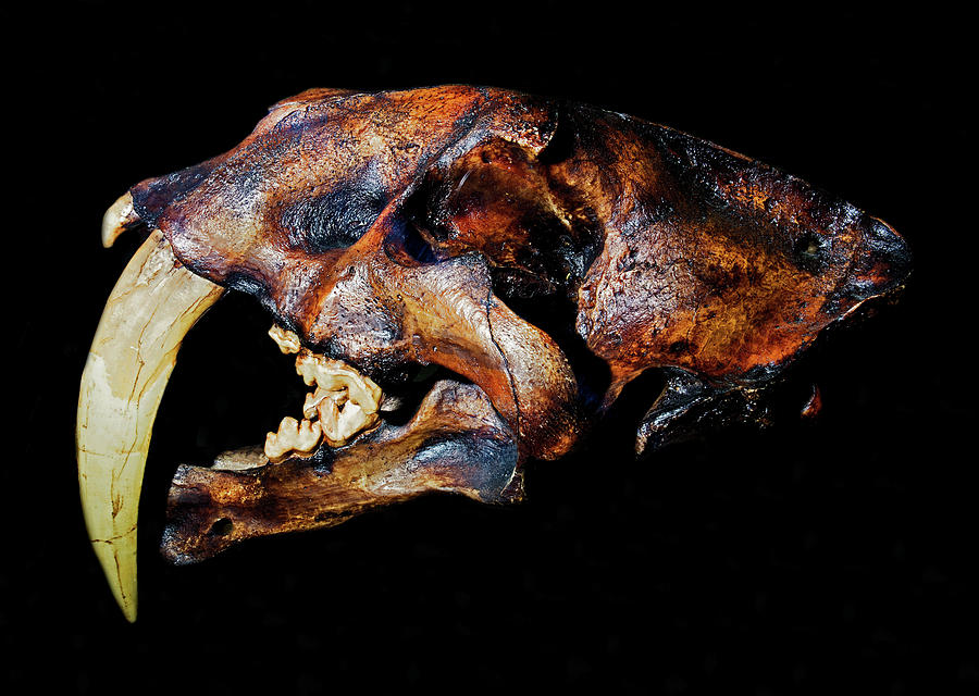 Smilodon Skull #2 Photograph by Millard H. Sharp