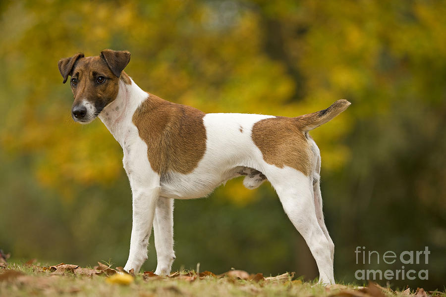 Dog Photograph - Smooth Fox Terrier #2 by Jean-Michel Labat