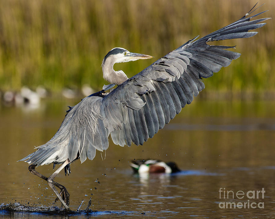 Heron Photograph - Smooth Landing #2 by Carl Jackson