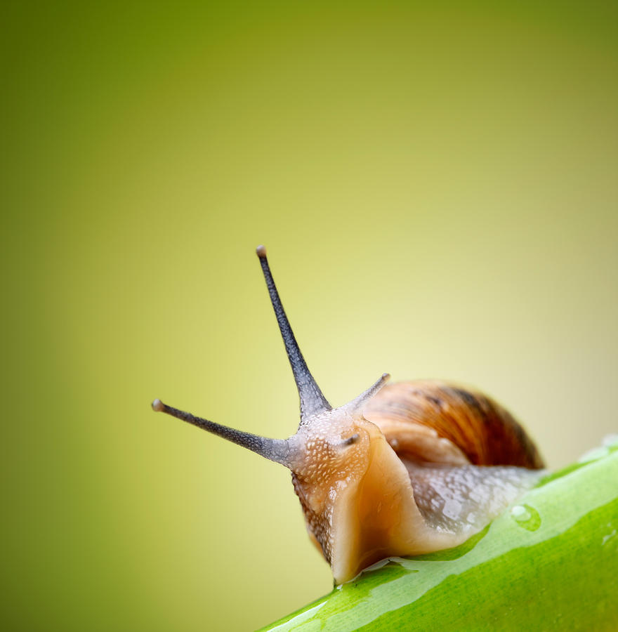 Snail On Green Stem Photograph