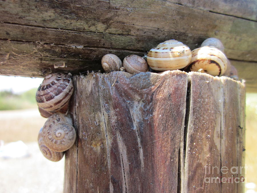 Snails #3 Photograph by Chani Demuijlder