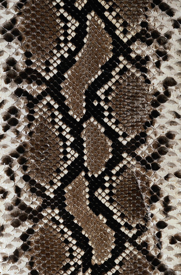 Snake Skin #2 Photograph by Siede Preis